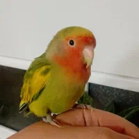 طوطی برزیلی|پرنده|قرچک, پویینک|دیوار