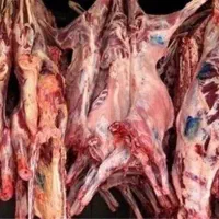 حمل انواع ضایعات دام گاو گوسفند در سراسر کشور