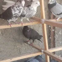 کبوتر|پرنده|پاکدشت, حصار امیر|دیوار