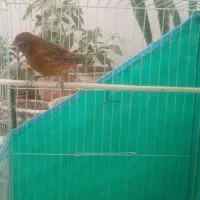 قناری نر|پرنده|رفسنجان, |دیوار