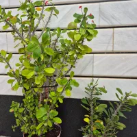 گل طبیعی|گل و گیاه طبیعی|اهر, |دیوار