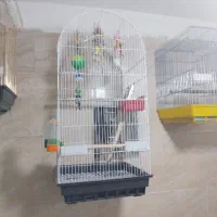 قفس پرنده عروس هلندی مینا گرینچیک