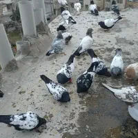 ۸کبوتررنگه پرشی