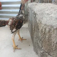 فروش جوجه اوشامو و تخم اوشامو|حیوانات مزرعه|قائم‌شهر, |دیوار