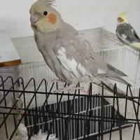 عروس هلندی|پرنده|رضویه, |دیوار