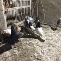 کبوتر دورگ|پرنده|بهبهان, |دیوار