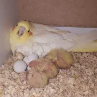 عروس هلندی مولد