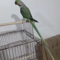 فروش شاه طوطی|پرنده|قائمشهر, |دیوار