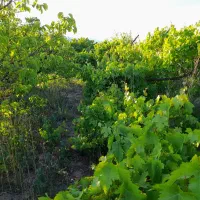 فروش باغ ده محرم دارای آب وبرق و اشتراک گاز شهری|فروش دفتر صنعتی، کشاورزی، تجاری|شاهرود, |دیوار