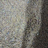 فروش بذر یونجه