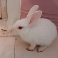 خرگوش