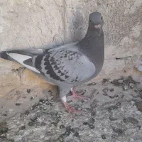 کبوتر|پرنده|نورآباد ممسنی, |دیوار