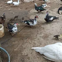 اردک اسرائیلی|حیوانات مزرعه|لاهیجان, طالقانی|دیوار