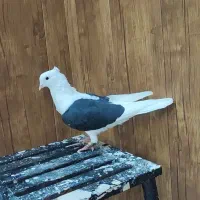 پشت دار نروماده جنس