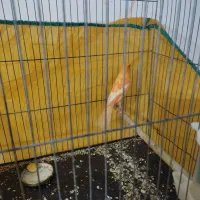 قناری رد فاکتور|پرنده|جیرفت, |دیوار