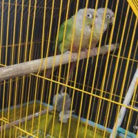 طوطی گرینچیک نروماده