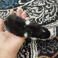 بچه خرگوش|موش و خرگوش|فسا, |دیوار