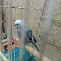 عروس هلندی و مرغ عشق|پرنده|پارس‌آباد, |دیوار