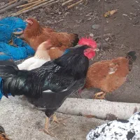 خروسهای داشتی بهترین رنگ دو رگه|حیوانات مزرعه|املش, |دیوار