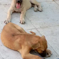 واگذاری پژدر