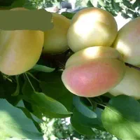 نهال زرد آلو شاهرودی دو ساله درجه یک