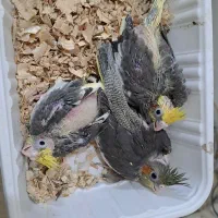 جوجه عروس سرلاکی