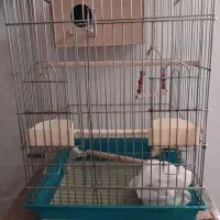 قفس 1033 درجه یک