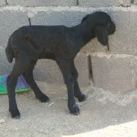 بره شیری