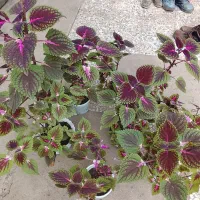 گل وگیاه|گل و گیاه طبیعی|تالش, جوکندان|دیوار