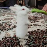 بچه خرگوش