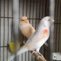 قناری نرو ماده وجوجه