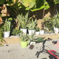 گلهای سانسوریا|گل و گیاه طبیعی|چابهار, |دیوار