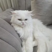 گربه نژاد دار