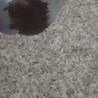 طوقی|پرنده|کبودرآهنگ, |دیوار