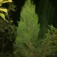 درختهای زینتی|گل و گیاه طبیعی|خفر, |دیوار