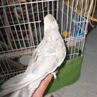 عروس هلندی فروش فوری