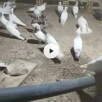 تعدادی کبوتر پرشی و مرغ محلی تخم گذار|پرنده|الیگودرز, |دیوار