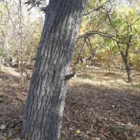 خرید وفروش چوب