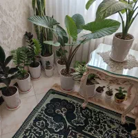 گل گیاه اپارتمانی بابا ادم قشنگ|گل و گیاه طبیعی|قم, آذر (نکویی)|دیوار