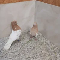 کبوترسینه ای کله ای طوقی