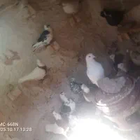 کبوتر رنگی و المانی