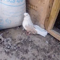 نر فنچی پشت سرور|پرنده|اردکان, |دیوار