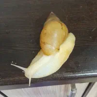 فروش حلزون آلبینو|خزنده|آبادان, |دیوار