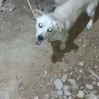 سگ نر پاکوتاه