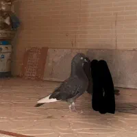 کفتر پرشی