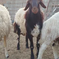 5 راس بره قوچی|حیوانات مزرعه|یونسی, |دیوار