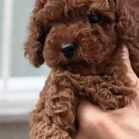 ریزترین سایز پودل- نر و ماده|سگ|تهران, نیلوفر|دیوار