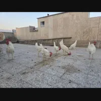 خروس تعداد ۷ عدد