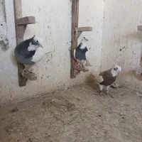 تعدادی بهبونی|پرنده|شیراز, شریف‌آباد|دیوار
