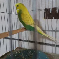 مرغ عشق|پرنده|بوشهر, |دیوار